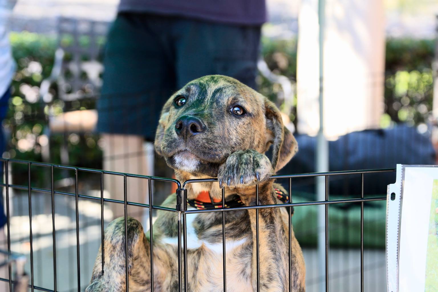 Adoptable pets visiting the tournament